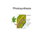 Photosynthesis - Northwest ISD Moodle