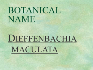 dieffenbachia - wakefieldplantidhrt1