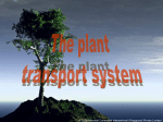 The transport system of plants