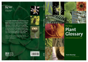 Plant Glossary The Kew Henk Beentje