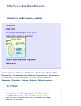 Solanum tuberosum  -