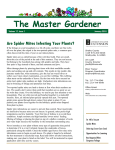The Master Gardener Are Spider Mites Infesting Your Plants?