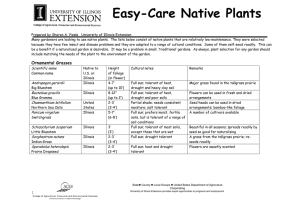 Easy-Care Native Plants