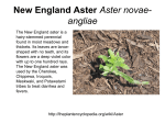 New England Aster angliae