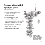 Eurasian Water-milfoil (Myriophyllum spicatum)