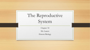 Chapter 34 Reproductive System