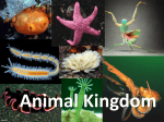 Animal Kingdom - Science at NESS