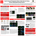 Quail Induced Pluripotent Stem Cells Derived