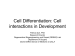 Cell Differentiation and Apoptosis: Cell interactions in