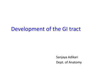 Development of the GI tract