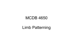 MCDB 4650 Class 19 Patterning of the Limb