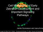 Cell Movements of Early Zebrafish Development and