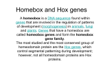 Homebox and Hox genes - Berkley School District