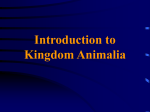 Introduction to Kingdom Animalia