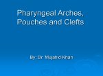 Pharyngeal Arches, Pouches and Clefts