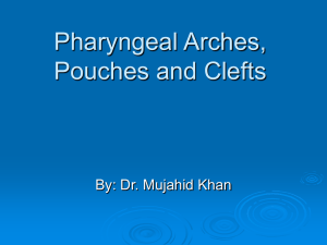 Pharyngeal Arches, Pouches and Clefts