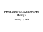 An Introduction to Embryonic Development