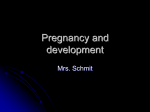 human development/pregnancy notes