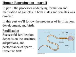 Human Reproduction pt.2