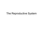 Reproductive Part 3