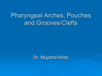 02-Pharyngeal Arches, Pouches and Clefts