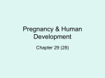 Pregnancy & Human Development