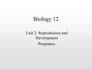 Pregnancy PowerPoint