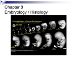 Chapter 5 Embryology / Histology