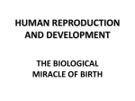 human reproduction and developement