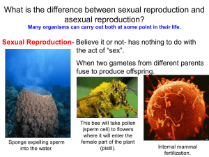 The Reproductive System