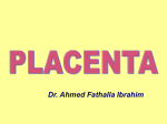 10.Placenta