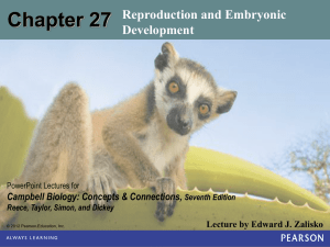 chapter 27 Reproduction