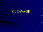 05Cleavage