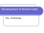 Development of Animal Cells