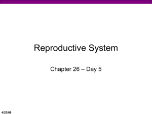 Reproductive System, Day 5 (Professor Powerpoint)