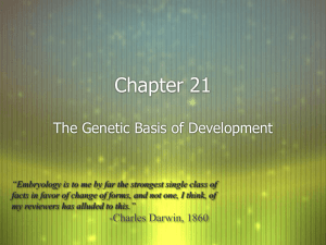 Chapter 21 Presentation-The Genetic Basis of Development