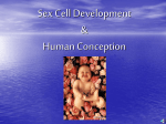 3.3 Sex Cell Development, Birth review