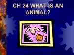 CH 25: WHAT IS AN ANIMAL?