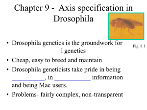 a pair-rule gene