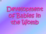 File - Baby growth in the womb