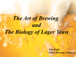 Art of Brewing - Saccharomyces Genome Database