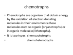 chemotrophs
