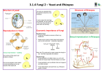 3.1.4 Fungi 2 - Yeast