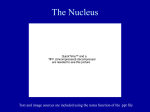 PowerPoint Presentation - Cell Architecture: The Nucleus