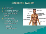 Functional Organization of the Endocrine System