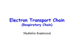 Electron Transport Chain (Respiratory Chain)