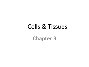 Cells & Tissues - Gore's Anatomy & Physiology