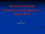 Mechanism of Signal Transduction by Rhodopsin as a Model GPCR