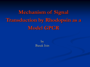 Mechanism of Signal Transduction by Rhodopsin as a Model GPCR