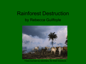 Rainforest Destruction - cyridgewghrebecca